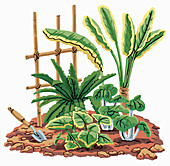 Plants, trowel and trellis, illustration