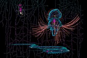 Evolution of bilaterian nerve cords, conceptual illustration