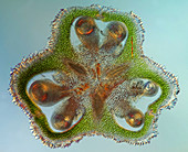 Allium giganteum ovary, light micrograph