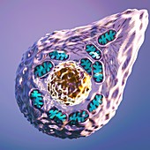 Mitochondrial changes in cell reprogramming, illustration