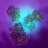 Antibody, molecular model