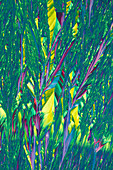 Beta-alanine, polarised light micrograph