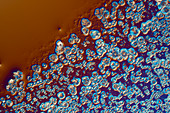 Crystals of a mixture of salts, polarised light micrograph