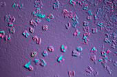 Crystals of a mixture of salts, polarised light micrograph