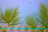 Draparnaldia green algae, polarised light micrograph