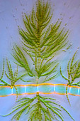 Draparnaldia green algae, polarised light micrograph