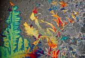 Lactose crystals, polarised light micrograph