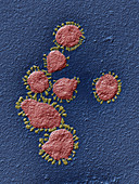 Coronavirus particles, SEM