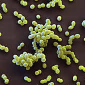 Enterococcus faecalis bacteria, SEM