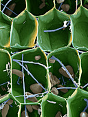 Panama disease pathogen in banana leaf, SEM