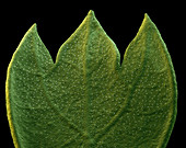 Parsley leaf, SEM