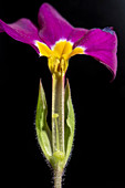 Cowslip (Primula veris) flower