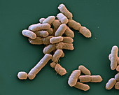 Proteus mirabilis bacteria, SEM