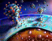 Coronavirus budding from human cell, illustration