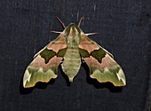 Lime Hawk-moth
