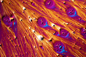 Tryptophan, polarised light micrograph