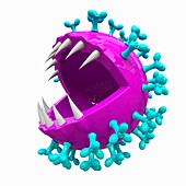 Coronavirus capsid, conceptual illustration