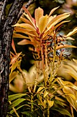 Pieris 'Forest Flame' foliage