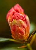 Rhododendron 'Nancy Evans' flower bud