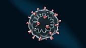 Coronavirus structure, 3D illustration