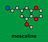 Mescaline peyote cactus psychedelic molecule, illustration