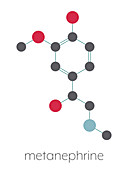 Metanephrine molecule, illustration