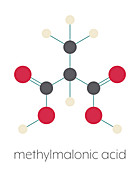 Methylmalonic acid molecule, illustration