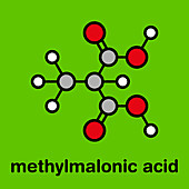 Methylmalonic acid molecule, illustration