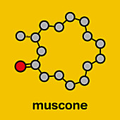 Muscone musk odour molecule, illustration