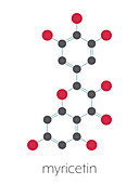 Myricetin flavonoid molecule, illustration