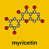 Myricetin flavonoid molecule, illustration