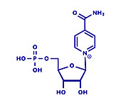 Nicotinamide mononucleotide molecule, illustration