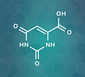 Orotic acid molecule, illustration