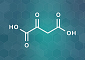 Oxaloacetic acid metabolic intermediate molecule