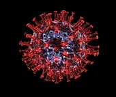 Coronavirus structure, 3D illustration