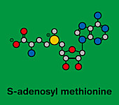 S-adenosyl methionine molecule, illustration