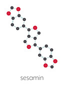 Sesamin molecule, illustration