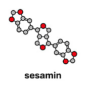 Sesamin molecule, illustration