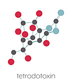 Tetrodotoxin pufferfish neurotoxin molecule, illustration