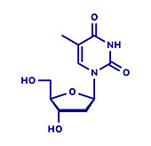 Thymidine nucleoside molecule, illustration