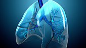 Lung anatomy, illustration