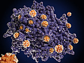 Macrophage engulfing coronaviruses, illustration