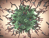 Antibodies responding to covid-19 coronavirus, illustration