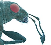 Weevil, SEM