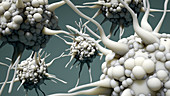 Dendritic cells, illustration