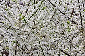 Plum (Prunus sp.) blossom