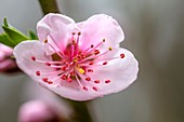 Peach (Prunus sp.) flower
