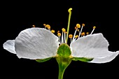 Pear (Pyrus sp.) flower