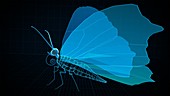 Butterfly anatomy, 3D illustration