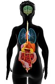 Female internal organs, 3D illustration